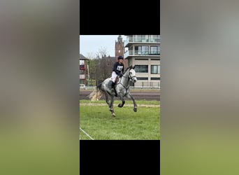 sangre caliente belga, Caballo castrado, 6 años, 175 cm, Tordo