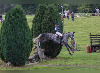 sangre caliente belga, Caballo castrado, 6 años, 175 cm, Tordo