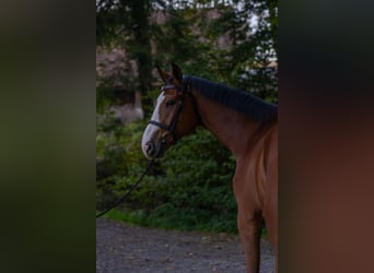 sangre caliente belga, Caballo castrado, 6 años, 176 cm