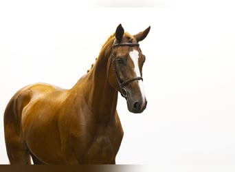 sangre caliente belga, Caballo castrado, 6 años, 180 cm, Alazán