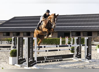 sangre caliente belga, Caballo castrado, 6 años, 180 cm, Alazán