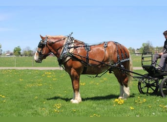 sangre caliente belga, Caballo castrado, 6 años