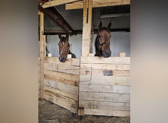 sangre caliente belga Mestizo, Caballo castrado, 7 años, 165 cm, Castaño