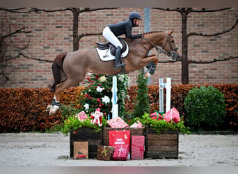 sangre caliente belga, Caballo castrado, 7 años, 166 cm, Alazán