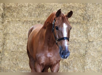 sangre caliente belga, Caballo castrado, 7 años, 166 cm, Alazán-tostado