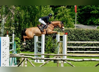 sangre caliente belga, Caballo castrado, 7 años, 167 cm, Castaño