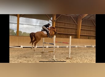 sangre caliente belga, Caballo castrado, 7 años, 168 cm, Alazán