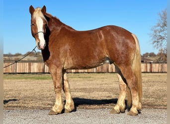 sangre caliente belga, Caballo castrado, 7 años, 168 cm, Alazán-tostado