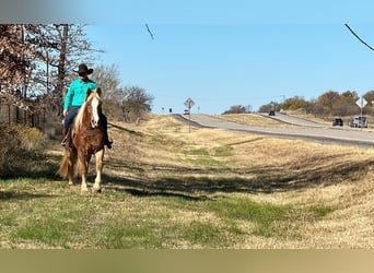 sangre caliente belga, Caballo castrado, 7 años, 168 cm, Alazán-tostado