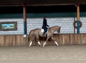 sangre caliente belga, Caballo castrado, 7 años, 169 cm, Alazán