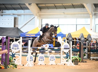 sangre caliente belga, Caballo castrado, 7 años, 170 cm, Castaño oscuro