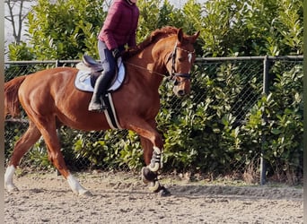 sangre caliente belga, Caballo castrado, 7 años, 172 cm, Alazán