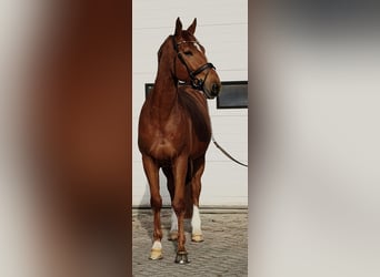 sangre caliente belga, Caballo castrado, 7 años, 172 cm, Alazán