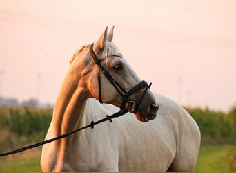 sangre caliente belga, Caballo castrado, 7 años, 172 cm, Palomino