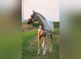 sangre caliente belga, Caballo castrado, 7 años, 172 cm, Palomino