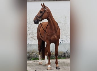 sangre caliente belga, Caballo castrado, 7 años, 173 cm, Alazán