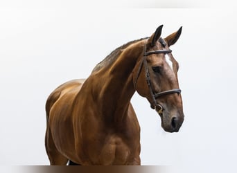 sangre caliente belga, Caballo castrado, 7 años, 180 cm, Castaño