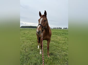sangre caliente belga, Caballo castrado, 7 años, 185 cm, Alazán