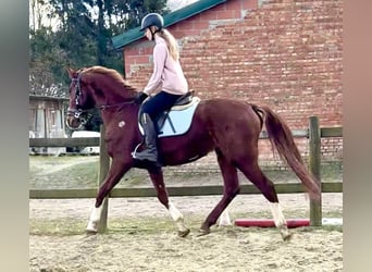 sangre caliente belga, Caballo castrado, 8 años, 160 cm, Alazán