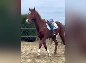 sangre caliente belga, Caballo castrado, 8 años, 160 cm, Alazán