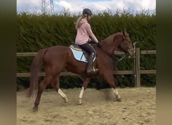 sangre caliente belga, Caballo castrado, 8 años, 160 cm, Alazán