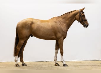 sangre caliente belga, Caballo castrado, 8 años, 167 cm, Alazán