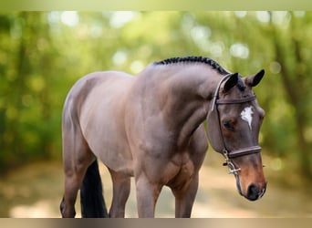 sangre caliente belga, Caballo castrado, 8 años, 168 cm, Castaño