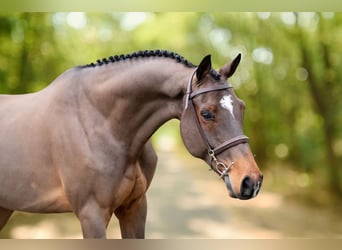 sangre caliente belga, Caballo castrado, 8 años, 168 cm, Castaño