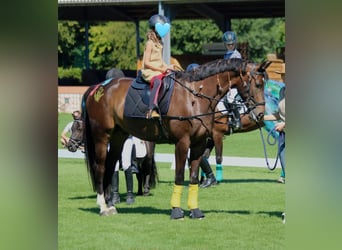 sangre caliente belga, Caballo castrado, 8 años, 168 cm, Castaño oscuro