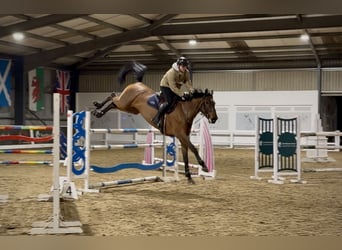 sangre caliente belga, Caballo castrado, 8 años, 170 cm, Castaño rojizo