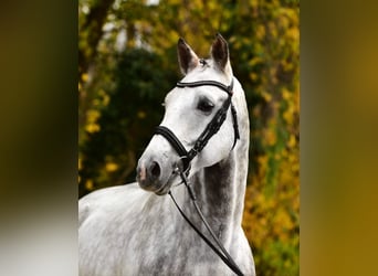 sangre caliente belga, Caballo castrado, 8 años, 172 cm, Tordo