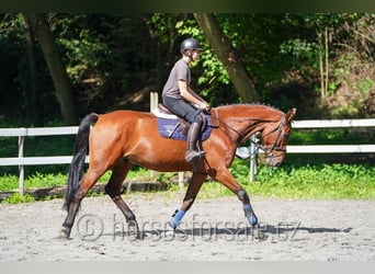 sangre caliente belga, Caballo castrado, 8 años, 173 cm, Castaño