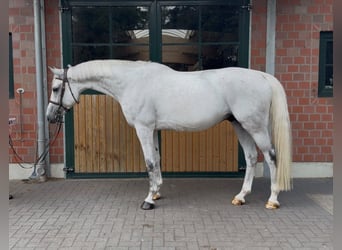 sangre caliente belga, Caballo castrado, 8 años, 175 cm, Tordo