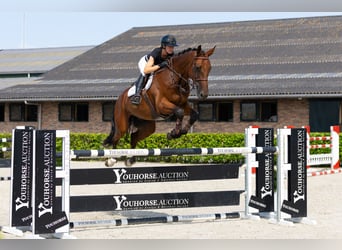 sangre caliente belga, Caballo castrado, 8 años, 176 cm, Castaño