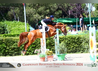 sangre caliente belga, Caballo castrado, 9 años, 167 cm, Alazán