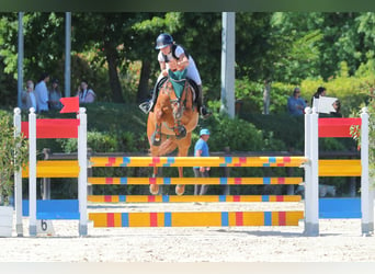 sangre caliente belga, Caballo castrado, 9 años, 167 cm, Alazán