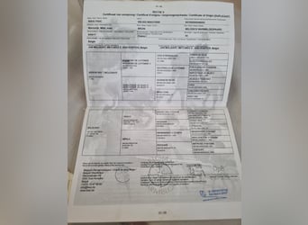 sangre caliente belga, Caballo castrado, 9 años, 168 cm, Castaño