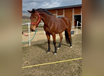 sangre caliente belga, Caballo castrado, 9 años, 168 cm, Castaño