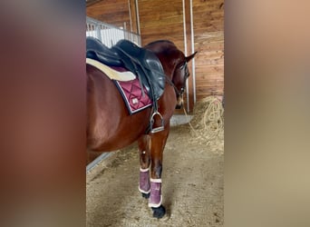 sangre caliente belga, Caballo castrado, 9 años, 168 cm, Castaño