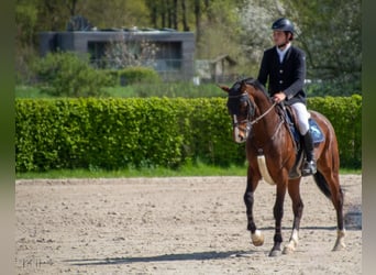 sangre caliente belga, Caballo castrado, 9 años, 172 cm, Castaño