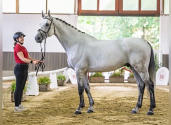 sangre caliente belga, Caballo castrado, 9 años, 172 cm, Tordo