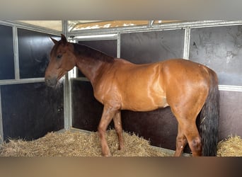 sangre caliente belga, Caballo castrado, 9 años, 178 cm, Alazán