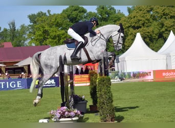 sangre caliente belga, Caballo castrado, 9 años, 180 cm, Tordo rodado