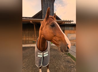 sangre caliente belga, Caballo castrado, 9 años, Alazán