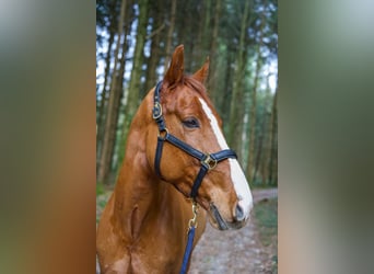 sangre caliente belga, Caballo castrado, 9 años, Alazán