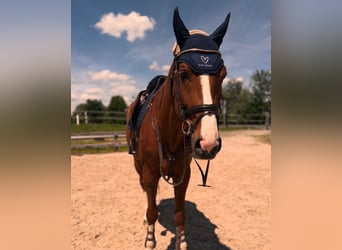 sangre caliente belga, Caballo castrado, 9 años, Alazán