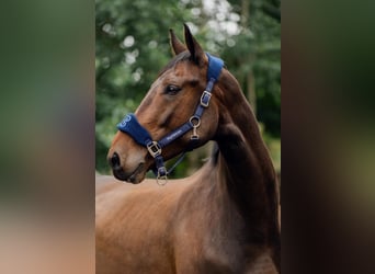 sangre caliente belga, Caballo castrado, 9 años, Castaño