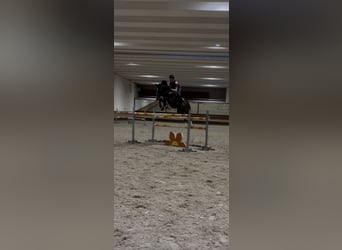 sangre caliente belga, Semental, 13 años, 167 cm, Castaño oscuro