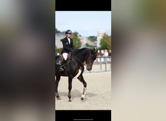 sangre caliente belga, Semental, 13 años, 173 cm, Castaño oscuro