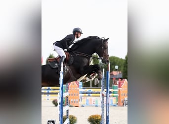 sangre caliente belga, Semental, 13 años, 173 cm, Castaño oscuro